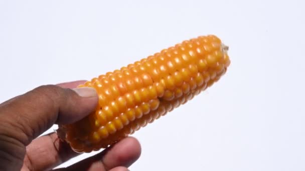 Кукурузные Хлопья Ухо Кукурузы Изолированы Белом Фоне Кукуруза Кукуруза Является — стоковое видео