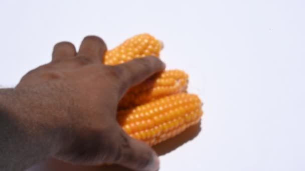 Kukoricát Kukoricafül Fehér Háttérrel Kukorica Kukorica Népszerű Étel Egész Világon — Stock videók