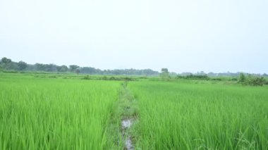 Pirinç tarlaları Yeşil çeltik tarlası tarlaları. Kırsal alanda pirinç bitkilerinin bulunduğu pirinç tarlalarının manzarası. Hindistan 'daki yeşil pirinç tarlasını kapatın..