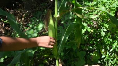 Bitkide mısır koçanı. Yeşil mısırın kulağı. Mısır Mısır Tarımı Doğa Alanı. Mısır gevreği tüm dünyada popüler bir yemektir. Bu insanlar için tam bir yiyecek..