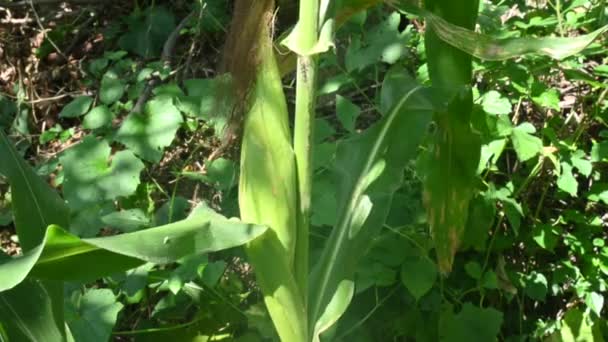Kukoricacsutka Növényben Zöld Kukorica Füle Kukorica Kukorica Mezőgazdaság Természetvédelmi Terület — Stock videók