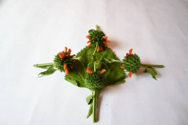 Beyaz arka planda Leonotis nepetifolia çiçekleri. Diğer adı Klip Dagga ve Lion 's ear. Bu bitki türü, Leonotis familyasından ve Lamiaceae ailesinden gelir.. 