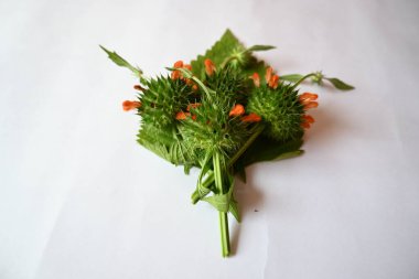 Beyaz arka planda Leonotis nepetifolia çiçekleri. Diğer adı Klip Dagga ve Lion 's ear. Bu bitki türü, Leonotis familyasından ve Lamiaceae ailesinden gelir.. 