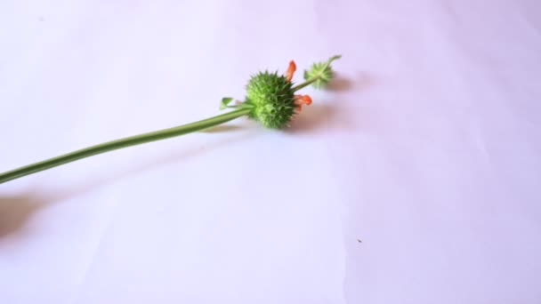 Leonotis Nepetifolia Bloemen Witte Achtergrond Zijn Andere Namen Zijn Klip — Stockvideo
