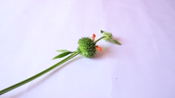 Leonotis Nepetifolia Bloemen Witte Achtergrond Zijn Andere Namen Zijn Klip — Stockvideo