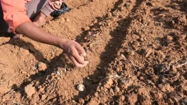 El yapımı patates odunları toprağa ekiliyor. Hintli çiftçi, sebze bahçesinde patates tohumları. Dünyanın her yerinde popüler sebzeler. Kırsal tarım faaliyetleri. Patates yetiştiriciliği. 