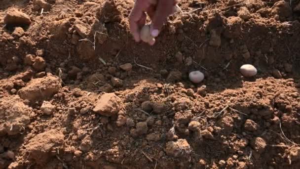 Plantarea Manuală Tuberculilor Cartofi Pământ Plantarea Semințelor Cartofi Fermier Indian — Videoclip de stoc