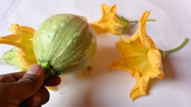 Balkabağı sebzesi. Tüm dünyada en popüler sebzedir. Diğer adları argyrosperma, Cucurbita pepo ve Cucurbita maxima. Balkabağı çiçeği.. 