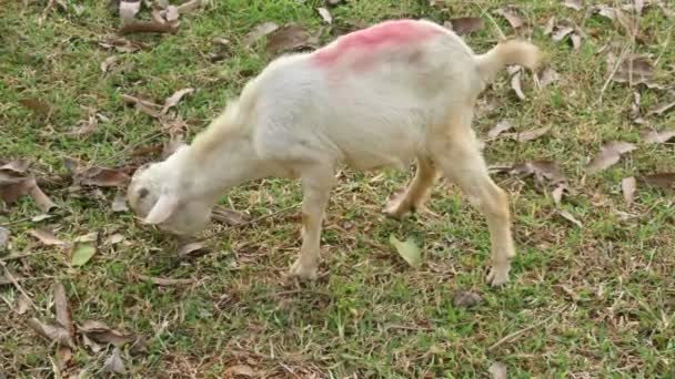 Cabra Pastar Campo Animal Doméstico Criado Para Leite Carne Encontrado — Vídeo de Stock