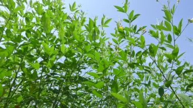 Çiçekli bezelye hasadı. Çiçek sahnesindeki güvercin bezelyesi bitkisi. Diğer adı Cajanus cajan, güvercin bezelyesi, kırmızı gramortur. Bu Fabaceae ailesinden bir daimi nidyedir..