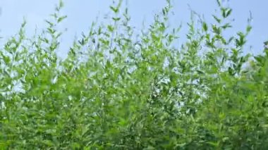 Çiçekli bezelye hasadı. Çiçek sahnesindeki güvercin bezelyesi bitkisi. Diğer adı Cajanus cajan, güvercin bezelyesi, kırmızı gramortur. Bu Fabaceae ailesinden bir daimi nidyedir..