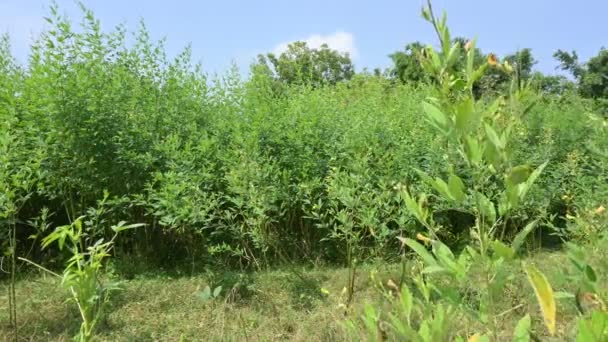 Duivenerwtenoogst Met Bloemen Duivenerwtenplant Bloemenstadium Zijn Andere Namen Cajanus Cajan — Stockvideo