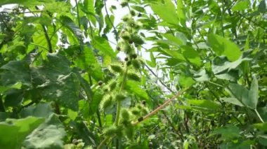 Xanthium strumaryumu. Diğer adları da kaba koklebur, clotbur, sıradan koklebur, büyük koklebur ve woolgarie bur. Bu bitkinin birçok tıbbi özelliği vardır..