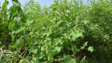 Xanthium strumaryumu. Diğer adları da kaba koklebur, clotbur, sıradan koklebur, büyük koklebur ve woolgarie bur. Bu bitkinin birçok tıbbi özelliği vardır..