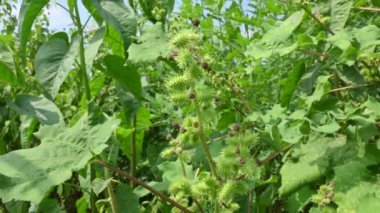 Xanthium strumaryumu. Diğer adları da kaba koklebur, clotbur, sıradan koklebur, büyük koklebur ve woolgarie bur. Bu bitkinin birçok tıbbi özelliği vardır..
