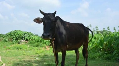 İnek yeşil alanda otluyor. Tarladaki Kızılderili ineği. Mavi gökyüzü arka planında şirin bir inek. Hindistan 'ın popüler bir hayvanı ve evcil hayvanıdır. Hintli inekler.