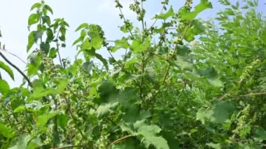 Xanthium strumaryumu. Diğer adları da kaba koklebur, clotbur, sıradan koklebur, büyük koklebur ve woolgarie bur. Bu bitkinin birçok tıbbi özelliği vardır..