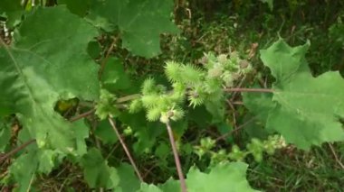 Xanthium strumaryumu. Diğer adları da kaba koklebur, clotbur, sıradan koklebur, büyük koklebur ve woolgarie bur. Bu bitkinin birçok tıbbi özelliği vardır..