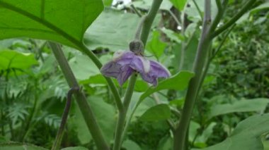 Patlıcan çiçeği. Diğer adı patlıcan ve brinjal. Gece gölgesi ailesi Solanacea 'da yetişen bir bitki türüdür. Yenilebilir meyveleri için dünya çapında yetişen bir bitki türüdür. Sebze çiçeği.. 