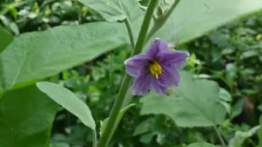 Patlıcan çiçeği. Diğer adı patlıcan ve brinjal. Gece gölgesi ailesi Solanacea 'da yetişen bir bitki türüdür. Yenilebilir meyveleri için dünya çapında yetişen bir bitki türüdür. Sebze çiçeği.. 
