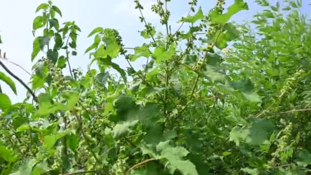 クサンティウムストリウム その他の名前は荒いカクルバー クロトバー コモンカクルバー 大きなカクルバー ウールガリーバー この植物の果実は多くの薬効を有する — ストック動画