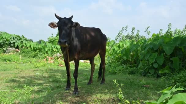 Kráva Pásla Zeleném Poli Indiánská Kráva Poli Roztomilá Kráva Pozadí — Stock video