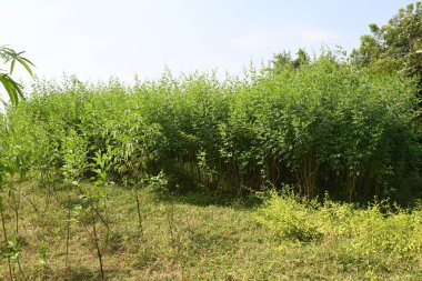 Çiçekli bezelye hasadı. Çiçek sahnesindeki güvercin bezelyesi bitkisi. Diğer adı Cajanus cajan, güvercin bezelyesi, kırmızı gramortur. Bu Fabaceae ailesinden bir daimi nidyedir..