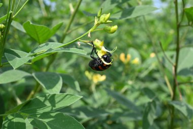 Çiçekli bezelye hasadı. Çiçek sahnesindeki güvercin bezelyesi bitkisi. Diğer adı Cajanus cajan, güvercin bezelyesi, kırmızı gramortur. Bu Fabaceae ailesinden bir daimi nidyedir..