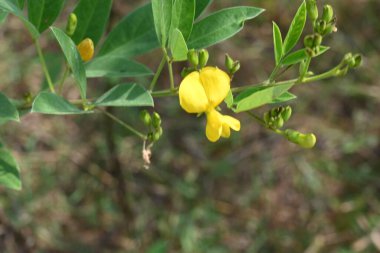 Çiçekli bezelye hasadı. Çiçek sahnesindeki güvercin bezelyesi bitkisi. Diğer adı Cajanus cajan, güvercin bezelyesi, kırmızı gramortur. Bu Fabaceae ailesinden bir daimi nidyedir..