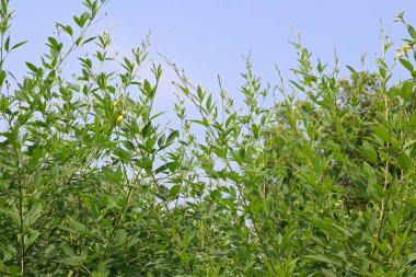 Çiçekli bezelye hasadı. Çiçek sahnesindeki güvercin bezelyesi bitkisi. Diğer adı Cajanus cajan, güvercin bezelyesi, kırmızı gramortur. Bu Fabaceae ailesinden bir daimi nidyedir..