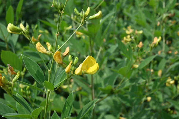 Pigeon pea crop with flowers. Pigeon pea plant in floral stage. Its other names Cajanus cajan,pigeonpea,red gramortur. This is a perenniallegumefrom thefamilyFabaceae.