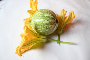 Balkabağı sebzesi. Tüm dünyada en popüler sebzedir. Diğer adları argyrosperma, Cucurbita pepo ve Cucurbita maxima. Balkabağı çiçeği.. 