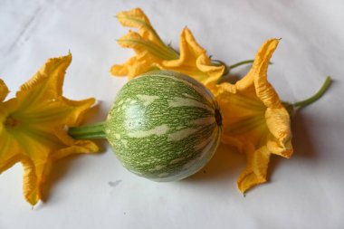 Balkabağı sebzesi. Tüm dünyada en popüler sebzedir. Diğer adları argyrosperma, Cucurbita pepo ve Cucurbita maxima. Balkabağı çiçeği.. 