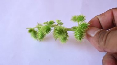 Beyaz arka planda Xanthium strumarium. Diğer adları da kaba koklebur, clotbur, sıradan koklebur, büyük koklebur ve woolgarie bur. Bu bitkinin birçok tıbbi özelliği vardır..