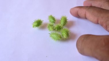 Beyaz arka planda Xanthium strumarium. Diğer adları da kaba koklebur, clotbur, sıradan koklebur, büyük koklebur ve woolgarie bur. Bu bitkinin birçok tıbbi özelliği vardır..