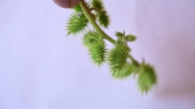 Beyaz arka planda Xanthium strumarium. Diğer adları da kaba koklebur, clotbur, sıradan koklebur, büyük koklebur ve woolgarie bur. Bu bitkinin birçok tıbbi özelliği vardır..