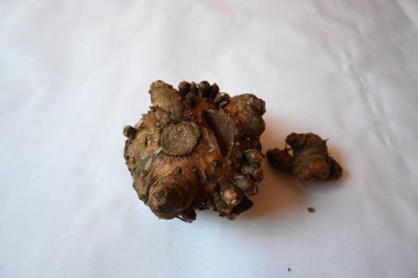 Fil ayağı yer elması. Daha çok Güney Asya, Afrika 'da yetişen tropik bir yumru mahsulü. Diğer adı Amorphophallus peeoniifolius ve whitespot dev arum. Hindistan 'da yetişmiş fil ayağı yer elması..