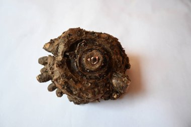 Fil ayağı yer elması. Daha çok Güney Asya, Afrika 'da yetişen tropik bir yumru mahsulü. Diğer adı Amorphophallus peeoniifolius ve whitespot dev arum. Hindistan 'da yetişmiş fil ayağı yer elması..