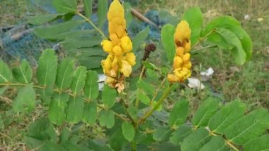 Senna alata çiçeği. Bu çok önemli bir tıbbi ağaç. Diğer adı ise, imparator şamdanları, mum çalıları, şamdan çalıları, Noel mumları, çiçek, imparatoriçe mumu bitkisi, mantar çalı ve şamdanları..