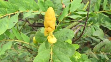 Senna alata çiçeği. Bu çok önemli bir tıbbi ağaç. Diğer adı ise, imparator şamdanları, mum çalıları, şamdan çalıları, Noel mumları, çiçek, imparatoriçe mumu bitkisi, mantar çalı ve şamdanları..
