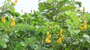 Senna alata çiçeği. Bu çok önemli bir tıbbi ağaç. Diğer adı ise, imparator şamdanları, mum çalıları, şamdan çalıları, Noel mumları, çiçek, imparatoriçe mumu bitkisi, mantar çalı ve şamdanları..