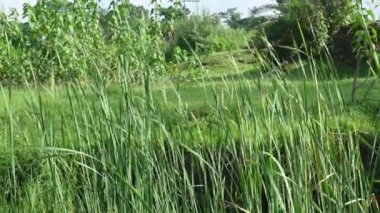Typha angustifolia bitkisi. Diğer adları daha az kabadayı, ince yaprak kuyruk ve daha az sazlık. Bu Typha cinsinin bir aperatif yedeklemesi. Bitkinin bu bölümleri yenilebilir..    