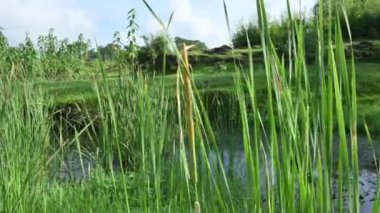 Typha angustifolia bitkisi. Diğer adları daha az kabadayı, ince yaprak kuyruk ve daha az sazlık. Bu Typha cinsinin bir aperatif yedeklemesi. Bitkinin bu bölümleri yenilebilir..    