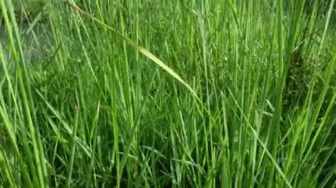 Typha angustifolia bitkisi. Diğer adları daha az kabadayı, ince yaprak kuyruk ve daha az sazlık. Bu Typha cinsinin bir aperatif yedeklemesi. Bitkinin bu bölümleri yenilebilir..    