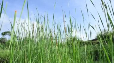 Typha angustifolia bitkisi. Diğer adları daha az kabadayı, ince yaprak kuyruk ve daha az sazlık. Bu Typha cinsinin bir aperatif yedeklemesi. Bitkinin bu bölümleri yenilebilir..    