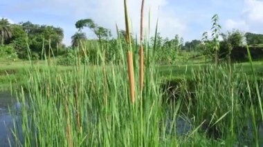 Typha angustifolia bitkisi. Diğer adları daha az kabadayı, ince yaprak kuyruk ve daha az sazlık. Bu Typha cinsinin bir aperatif yedeklemesi. Bitkinin bu bölümleri yenilebilir..    