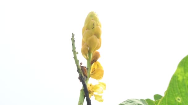 Senna Alata Flower Důležitý Léčivý Strom Jeho Další Jméno Semcísař — Stock video