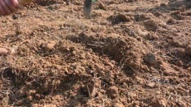 Çiftçi tarlayı kazıyor. Toprak ekme hazırlığı. Çiftçi çiftliğinde çalışıyor ve tarlayı hazırlıyor. Toprak kazmak için çiftçi eli ve alet. Tarım faaliyetleri.