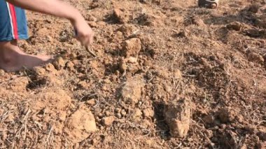 Çiftçi tarlayı kazıyor. Toprak ekme hazırlığı. Çiftçi çiftliğinde çalışıyor ve tarlayı hazırlıyor. Toprak kazmak için çiftçi eli ve alet. Tarım faaliyetleri.