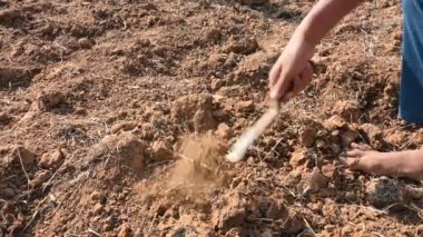 Çiftçi tarlayı kazıyor. Toprak ekme hazırlığı. Çiftçi çiftliğinde çalışıyor ve tarlayı hazırlıyor. Toprak kazmak için çiftçi eli ve alet. Tarım faaliyetleri.